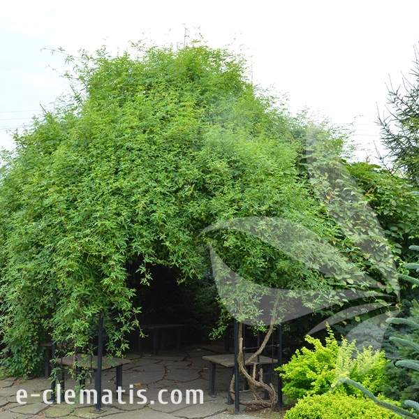 Ampelopsis aconitifolia Seattle 1.webp