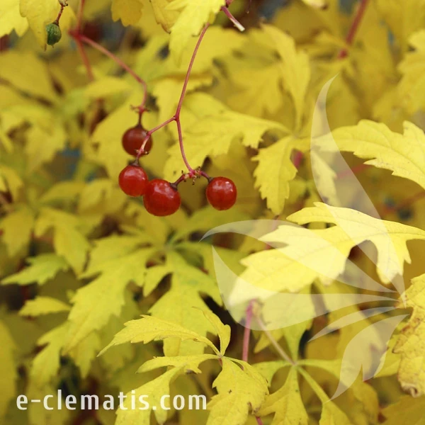 Ampelopsis aconitifolia Seattle.webp