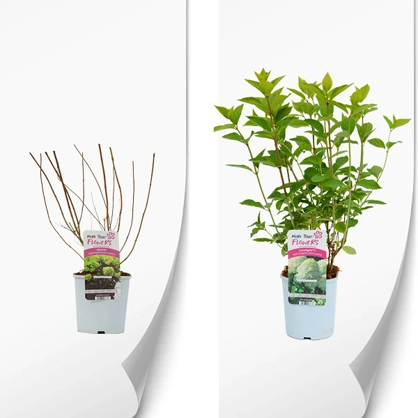 Hydrangea paniculata produkt.webp