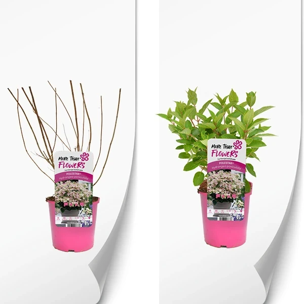 Hydrangea paniculata POLESTAR produkt.webp
