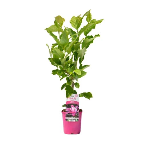 Magnolia produkt.webp