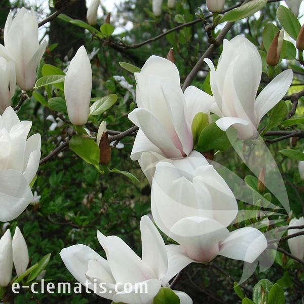 Weigela soulangeana Alba Superba.webp