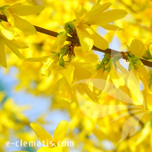 Forsythia intermedia Golden Times 1.webp