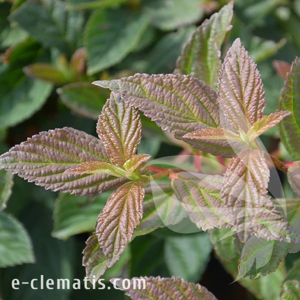 Viburnum farreri.webp