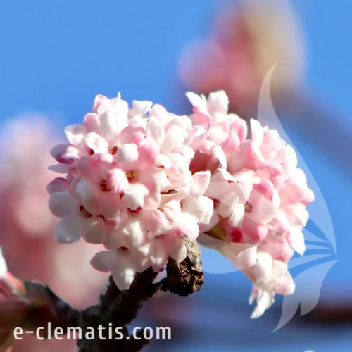 Viburnum farreri 1.webp
