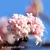 Viburnum farreri 1.webp