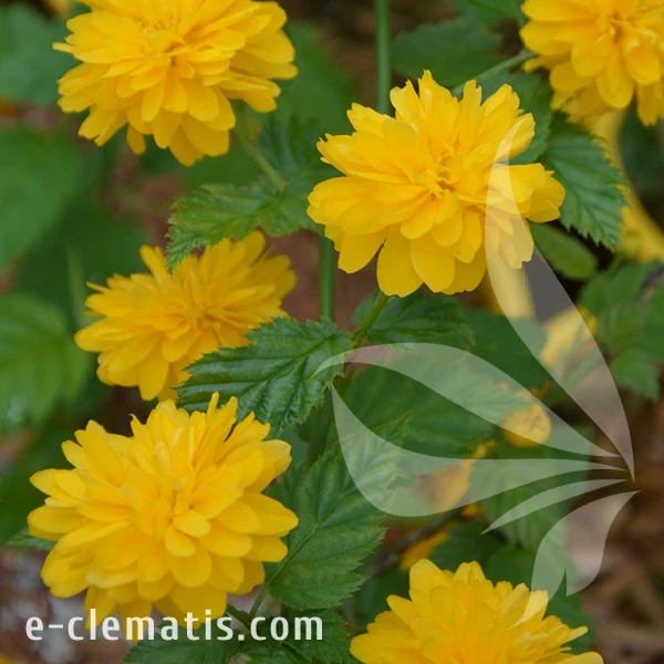 Kerria pleniflora.webp