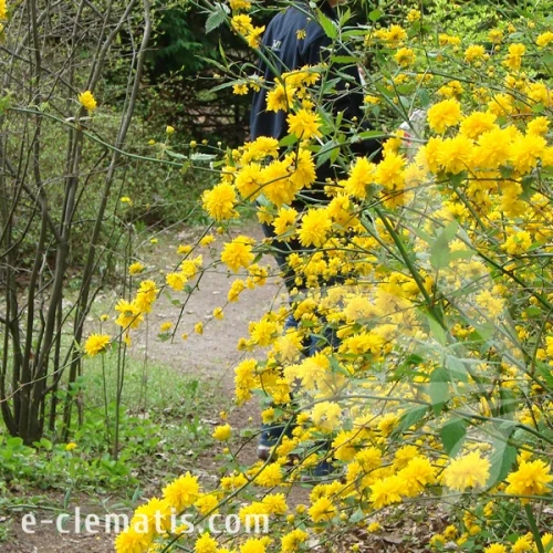 Kerria pleniflora 1.webp