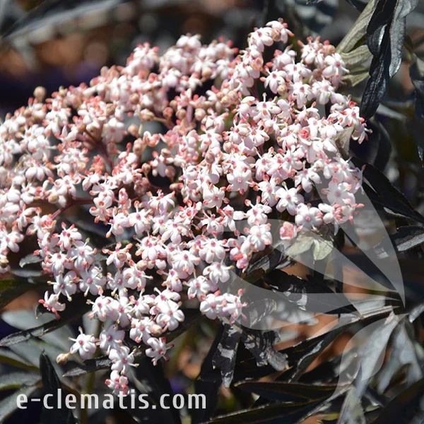 Sambucus nigra BLACK LACE Eva.webp