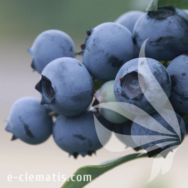 Vaccinium corymbosum Herbert.webp