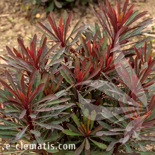 Euphorbia MINERS MERLOT.webp