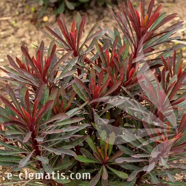 Euphorbia MINERS MERLOT.webp
