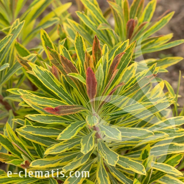 Euphorbia martinii Ascot Rainbow 1.webp
