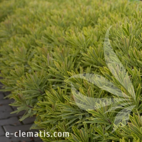 Euphorbia martinii Ascot Rainbow.webp