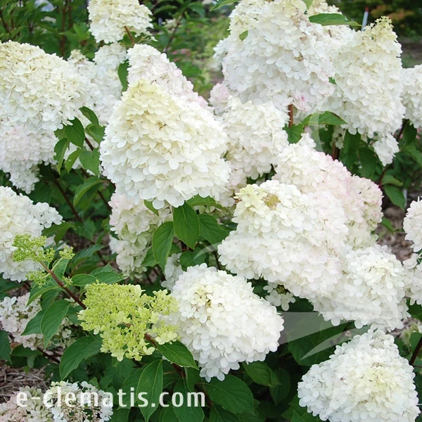 Hydrangea paniculata DIAMNTINO.webp