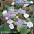 Hydrangea aspera HOT CHOCOLATE.webp