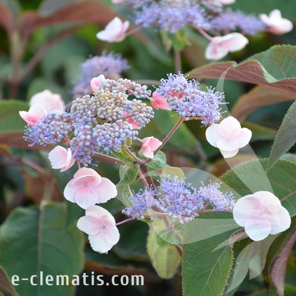 Hydrangea aspera HOT CHOCOLATE.webp