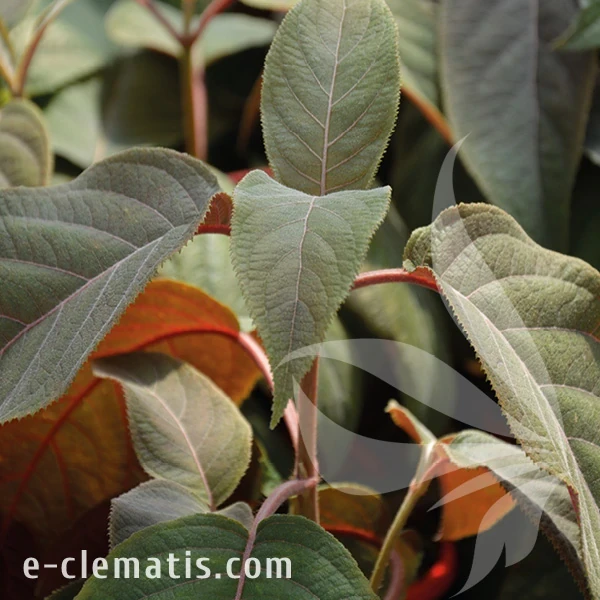 Hydrangea aspera HOT CHOCOLATE 1.webp