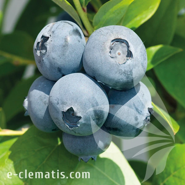 Vaccinium corymbosum Cahnticleer.webp