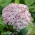 Hydrangea arborescens CANDYBELLE BUBBLEGUM.webp