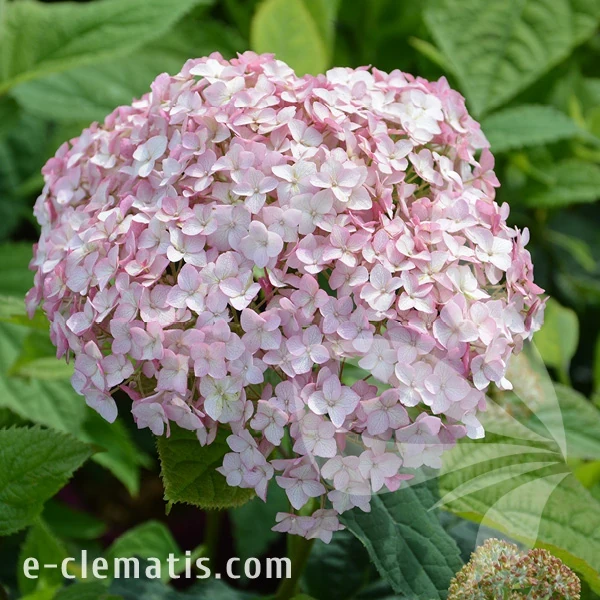 Hydrangea arborescens CANDYBELLE BUBBLEGUM.webp