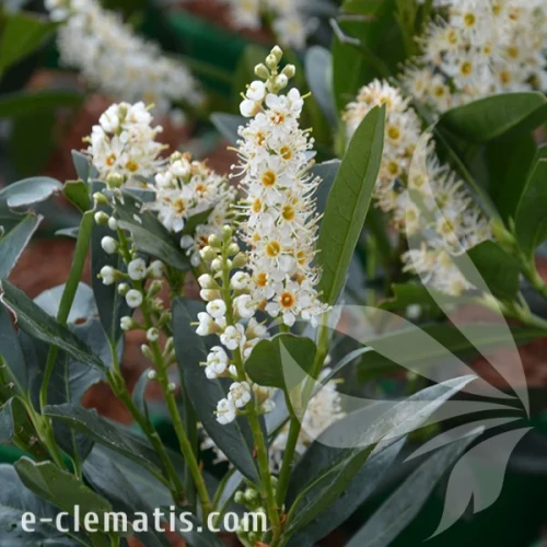 Prunus laurocerasus Otto Luyken.webp