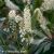 Prunus laurocerasus Otto Luyken.webp