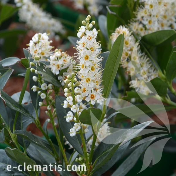 Prunus laurocerasus Otto Luyken.webp