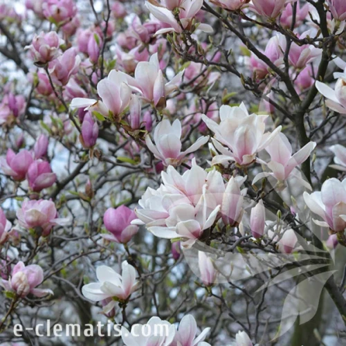Magnolia x souangeana Lennei 1.webp