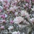 Magnolia x souangeana Lennei 1.webp