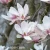 Magnolia x souangeana Lennei.webp
