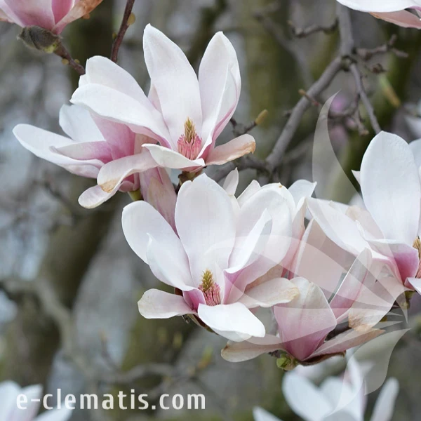 Magnolia x souangeana Lennei.webp