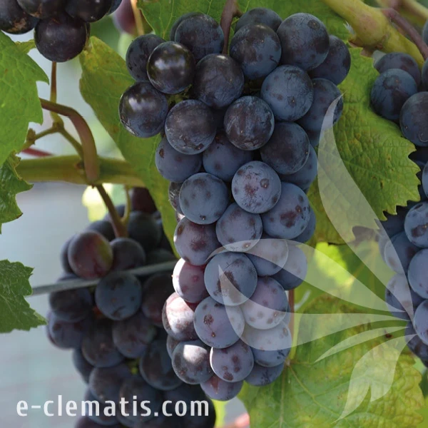 Vitis Alden.webp