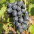 Vitis Antracyt.webp