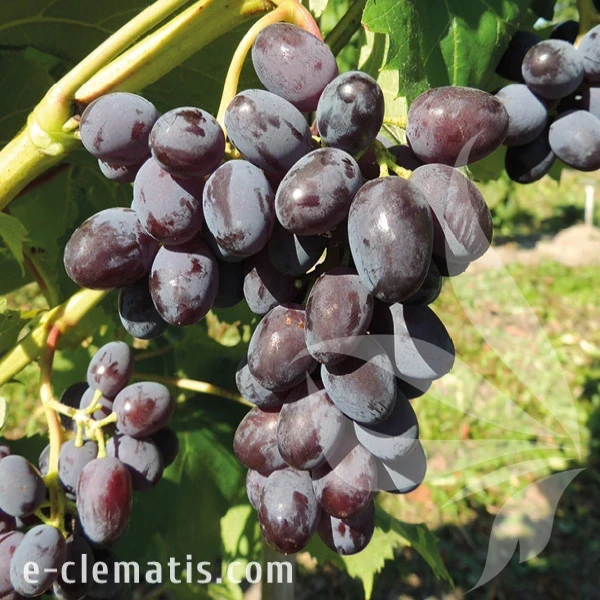 Vitis Jupiter.webp