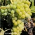 Vitis Marquis.webp