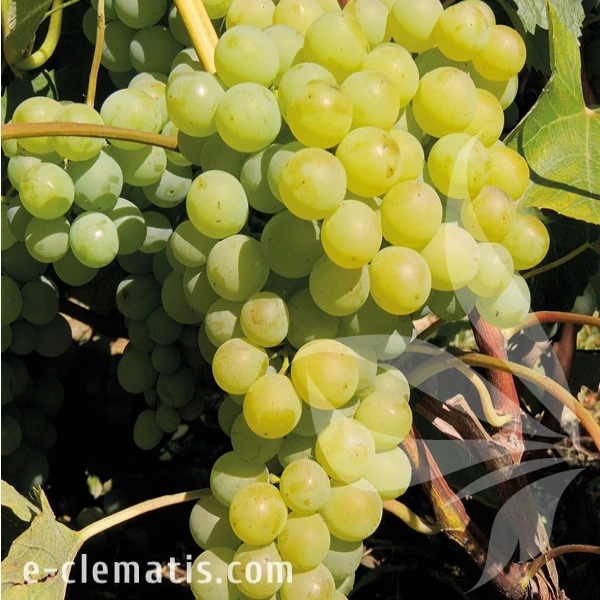 Vitis Marquis.webp