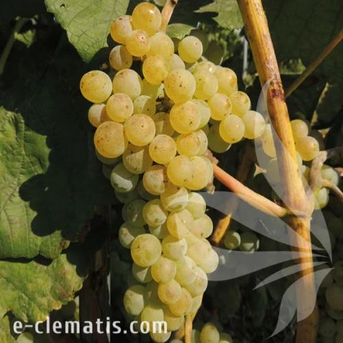 Vitis Romulus.webp