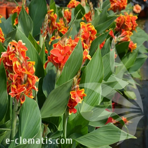 Canna Cannova Red Golden Flame 1.webp