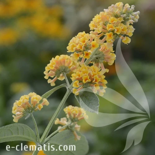 Buddleja weyeriana Sungold 1.webp