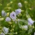 Campanula Elizabeth Oliver.webp