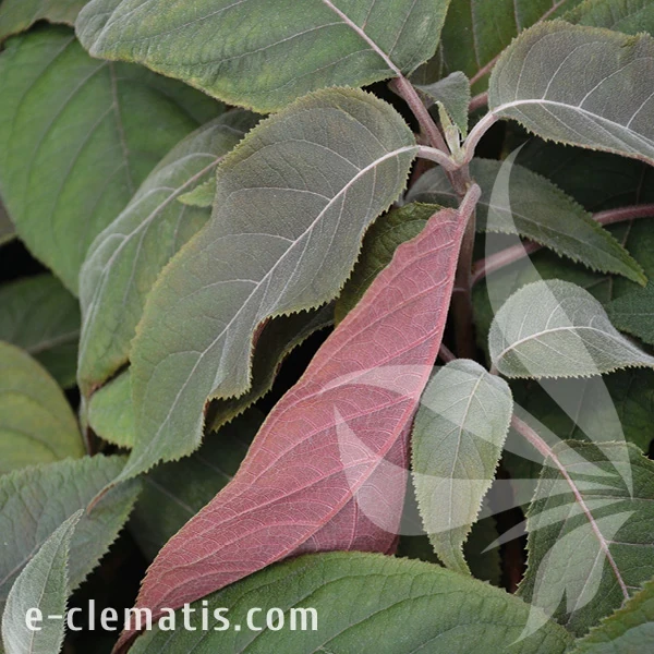 Hydrangea aspera Rosemary Foster.webp