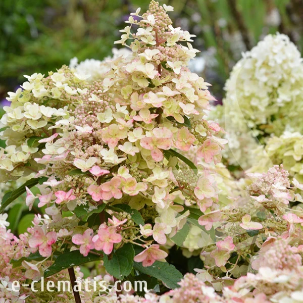 Hydrangea paniculata Bee Happy.webp