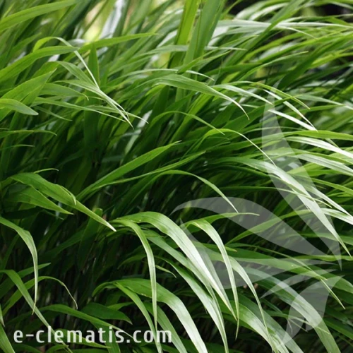 greenhills-hakonechloa-macra-2.webp