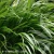 greenhills-hakonechloa-macra-2.webp