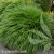 greenhills-hakonechloa-macra-1.webp