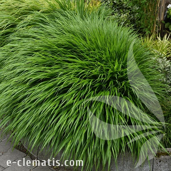 greenhills-hakonechloa-macra-1.webp