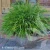 greenhills-hakonechloa-macra-3.webp