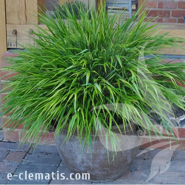 greenhills-hakonechloa-macra-3.webp