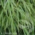 albo-striata-hakonechloa-macra-2.webp